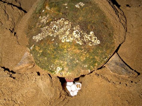 Mon Repos Turtle Encounter Tours Mon Repos Conservation Park Parks