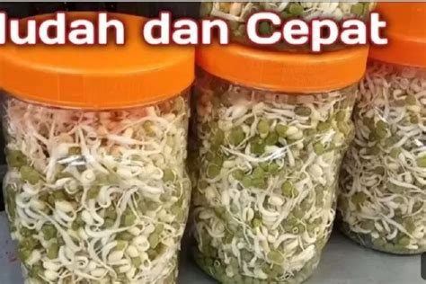 Cara Mudah Membuat Toge Kecambah Kacang Hijau Di Rumah Sehat