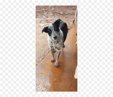 Medium Female Australian Stumpy Tail Cattle Dog Mix - Australian Stumpy Tail Cattle Dog, HD Png ...