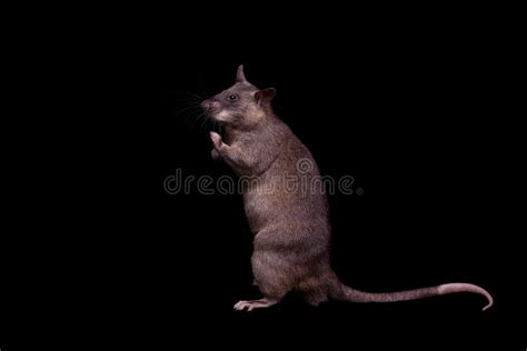 Gambian Pouched Rat, 3 Years Old, on Black Stock Photo - Image of nocturnal, dark: 139180278