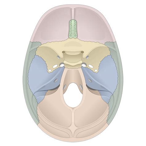 Overview Of The Human Skull Bones Lesson Human Bio Media