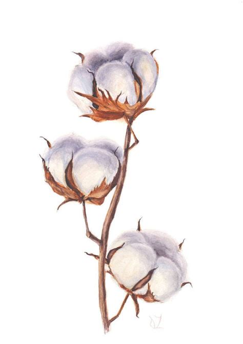 Cotton Boll Drawing at PaintingValley.com | Explore collection of ...