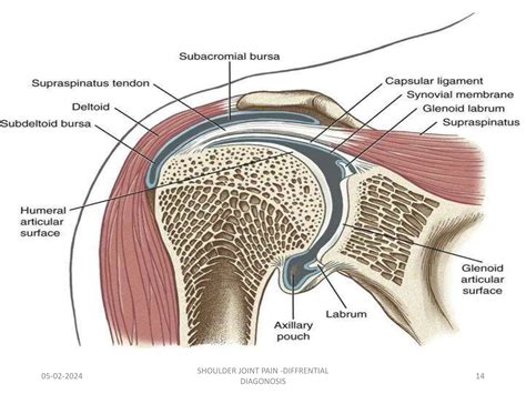 Shoulder Joint - Introduction, Examination,Frozen shoulder #