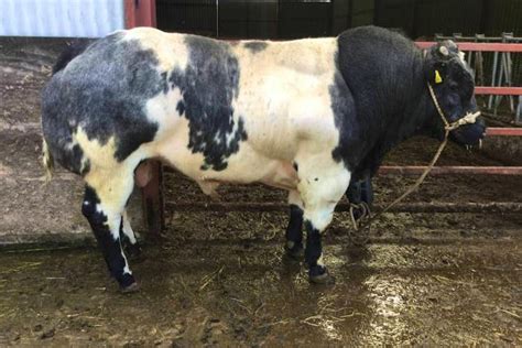 1 Pedigree Belgium Blue Breeding Bull Sellmylivestock The Online