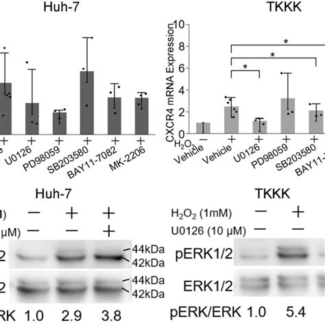 Effect Of Inhibitors Mek Erk P Mapk Nf B And Pi K Akt Pathways On