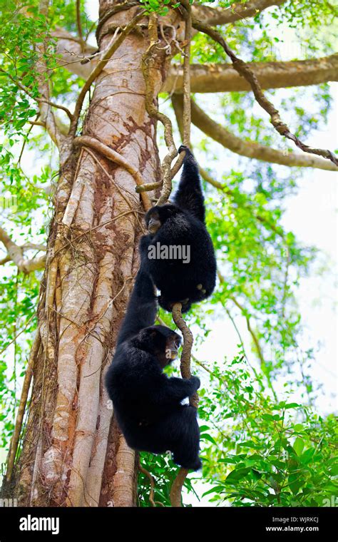 Siamang Gibbons Hi Res Stock Photography And Images Alamy