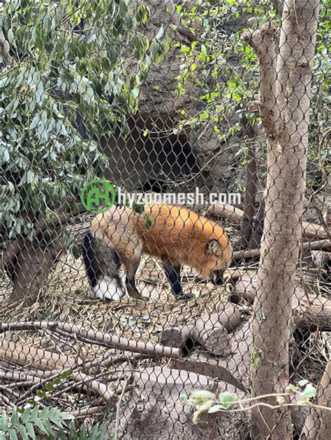 tiger enclosure mesh stainless steel cable mesh manufacturer