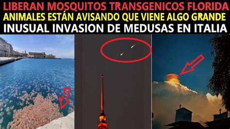 LIBERAN MOSQUITOS MODIFICADOS EN EEUU ANIMALES ESTÁN AVISANDO DE ALGO