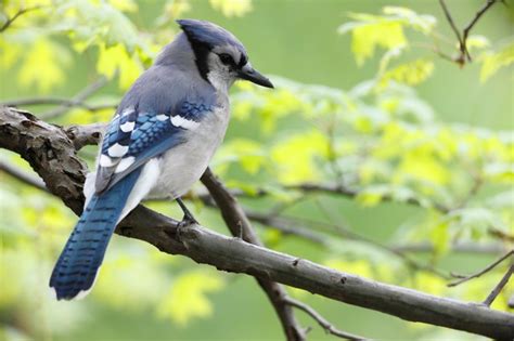 How to Build Birdhouses for Blue Jays | Hunker