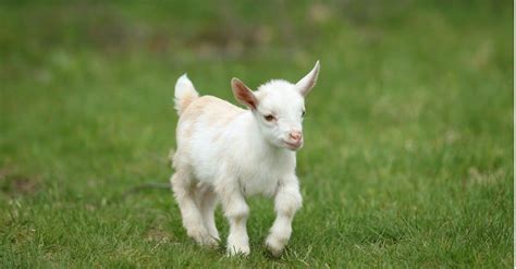 Goat Names 100 Great Ideas To Call Your Pet Goat A Z Animals