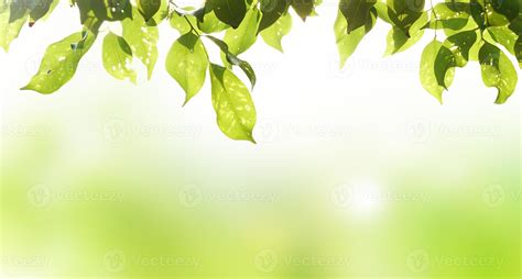 Nature Of Green Leaf Background Spring Forest And Sun Rays Green