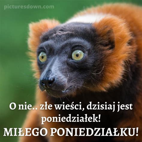 Kartka dzień dobry w poniedziałek śmieszne lemur