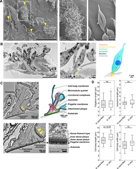 Formation And Three Dimensional Architecture Of Leishmania Adhesion In