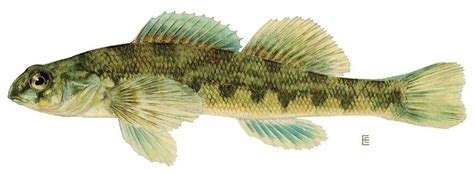 Greenside Darter Alchetron The Free Social Encyclopedia