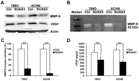 Runx3 Suppresses The Expression Of Mmp 9 And Vegf In Rcc Cells A