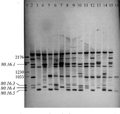 Figure 1 From Toward A Physical Map Of Drosophila Buzzatii Use Of