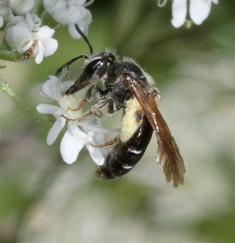 Hawthorn Mining Bee Andrena Chrysosceles Female Briantspuddle