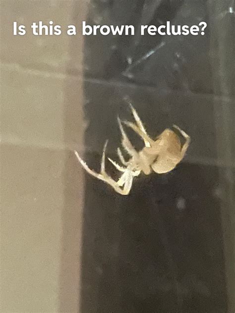 What Is This Spider Rwhatsthisbug