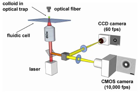 Schematic Drawing Of The Custom Built Optical Tweezers Setup The