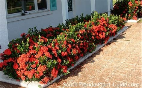 Dwarf Ixora And Maui Ixora