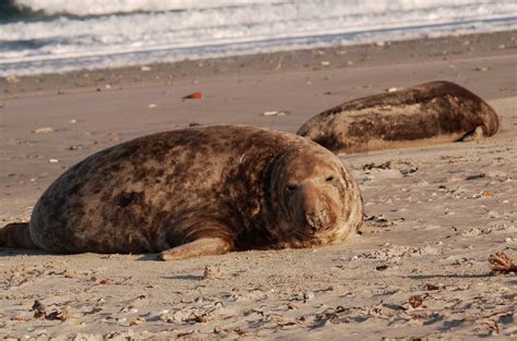 Гельголанд острова, Северная Германия, Германия, фото № 73857 ...