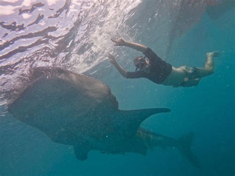 Whale Shark Encounter And Sumilon Sandbar With Kawasan Falls Cebu