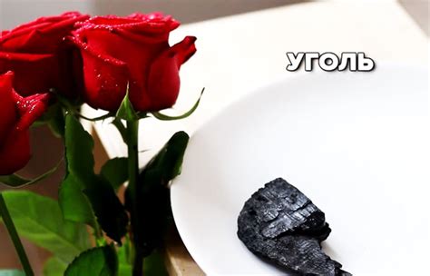 В какую воду ставить розы, чтобы розы дольше стояли
