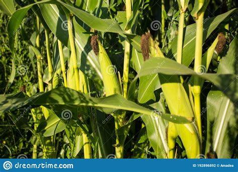 Corn Field In The Evening Sun Corn Almost Ready For The Harvest Stock