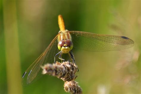 Heidelibelle Gro E Heidelibelle Sympetrum Striolatum C Flickr