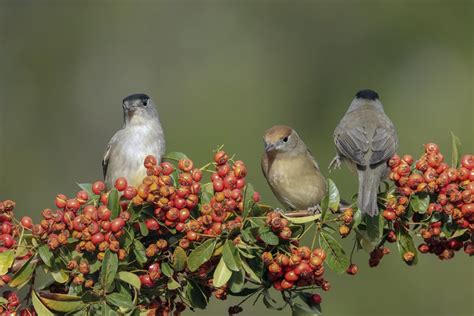 Climate Change And Reproduction Of Migratory Birds AGENCY EFE