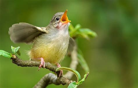 Qué significa cada sonido de los pájaros