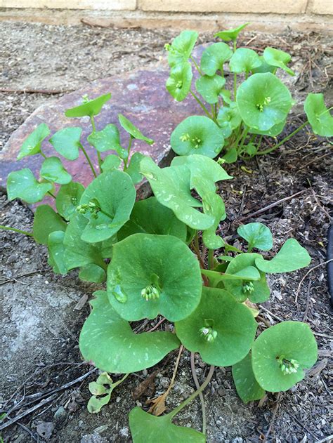 50 Edible Wild Plants You Can Forage For A Free Meal