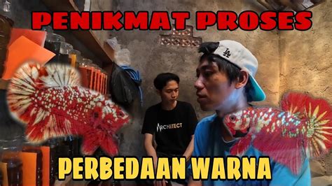 Ikan Cupang Rkc Dan Rgg Perbedaanya Youtube