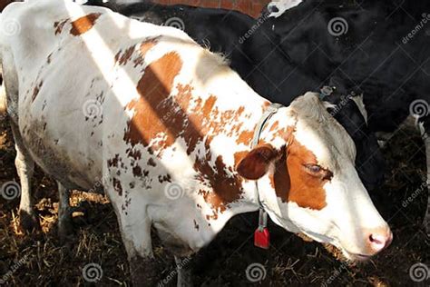 Dairy Cow Portrait Stock Photo Image Of Farm Barn Object 25860194