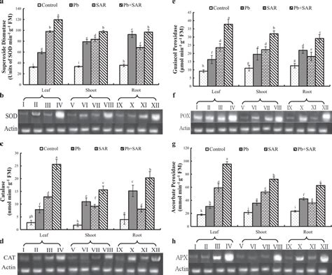 Biochemical Activities And Gene Expression Analyses Of Superoxide