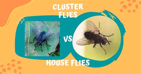 Cluster Flies Vs House Flies, How Are They Different? Top 5 Differences