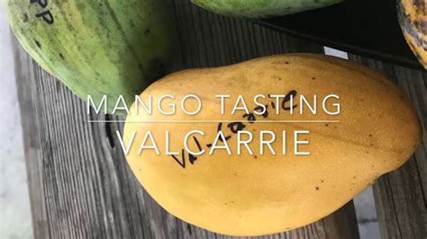 Valcarrie Mango Tasting Florida Mangos Youtube