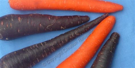 Carrot Evolution Farmers Have Changed Purple Carrots To Orange Ones