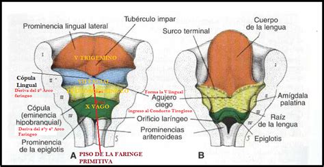 Embriologia Oral Embriología De La Lengua