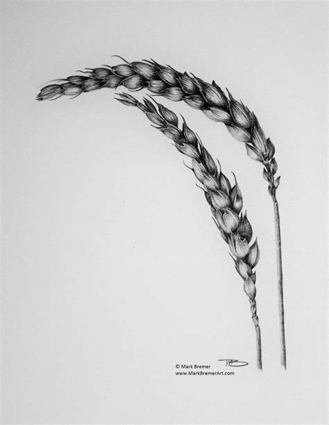 Pencil drawing. Wheat - Mark Bremer