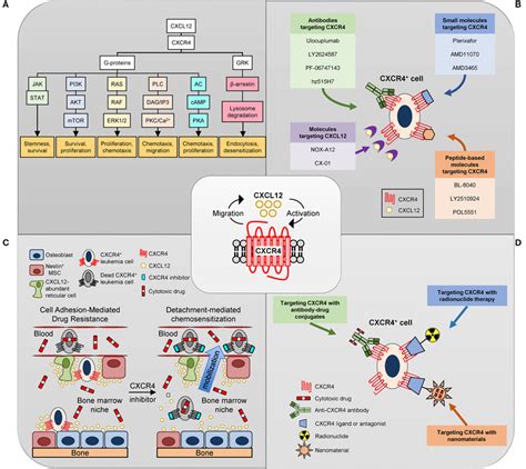 Targeting CXCR4 A Overview Of CXCL12 CXCR4 Signal Transduction