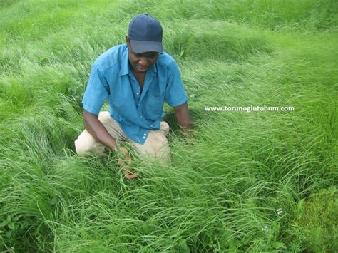 Teff Grass › Sayfa 4 Feed Crops Seeds Grass Seeds Fields Crops Seeds Vegatable