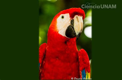 En Busca De Un Sueño Regresar A La Guacamaya Roja A La Selva Veracruzana Ciencia Unam