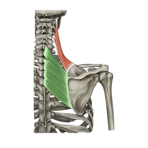 Mi Nie Powierzchowne Grzbietu Anatomik Pl