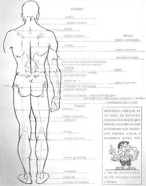 A Diagram Of The Human Body With Labels On It And Instructions For Each