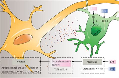 Pte Attenuates Microglial Inflammation And Neuronal Apoptosis And