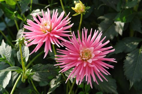 Buy Park Princess Bulbs Online Dahlias Medium Bedding Spring Bloms