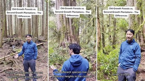 Here S What Makes Old Growth Forests Different From The Rest