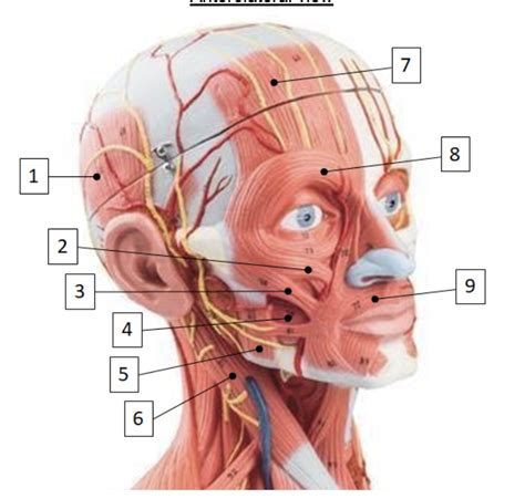 Bio 141 Anterolateral View Unit 4 Diagram Quizlet