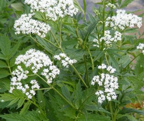 Valeriana Beneficios Y Propiedades Medicinales Eco Jardín Mágico